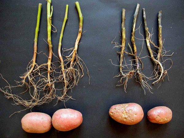 Obr. 3 Kořeny a hlízy brambor z varianty ošetřené houbami Clonostachys rosea (vlevo) a z kontrolní varianty (vpravo)