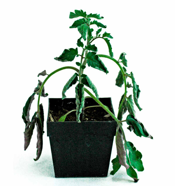 Kolaps rostliny rajčete způsobený po infekci karanténní bakterií Ralstonia solanacearum