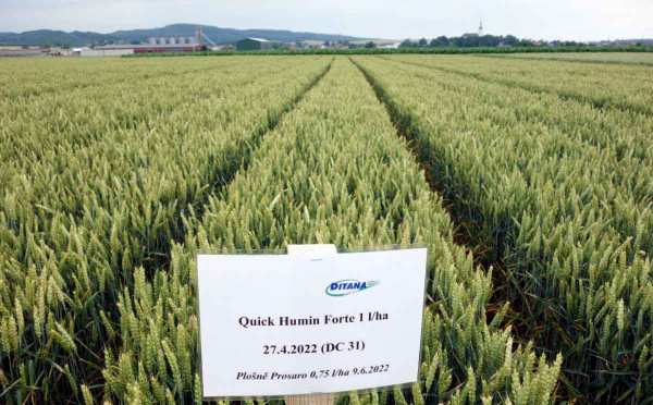 Obr. 1: Quick Humin Forte v pokusech v ozimé pšenici (Ditana, 2022)