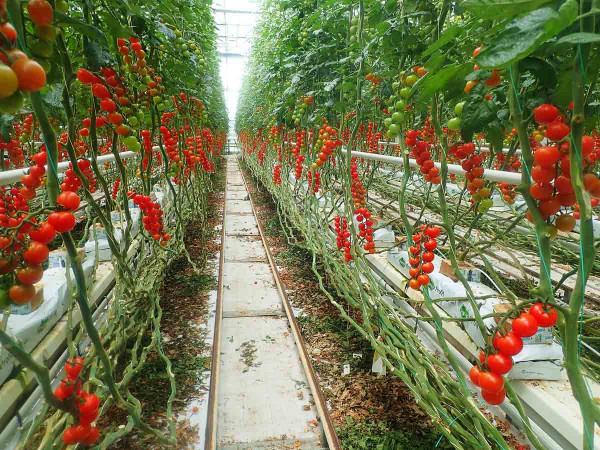 Plně plodící porost rajčat ve skleníku je potenciální potravní ráj pro škůdce