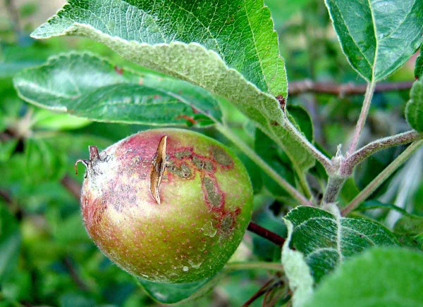 Strupovitost na jablkách