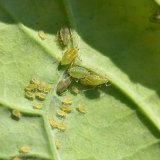 Mšice broskvoňová na ozimé řepce - aktuální poznatky o její rezistenci a účinnosti vybraných insekticidů