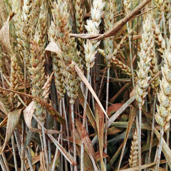 Rez travní v porostu pšenice