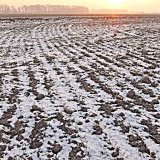 Aktuální přehled ochrany polních plodin - leden a únor 2019