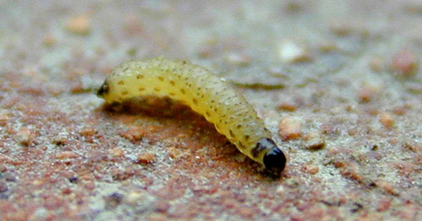 Obr. 3: Larva dřepčíka olejkového