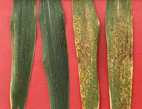 Obr. 4: Listy ozimé pšenice (Tobak) ošetřené kombinací Serenade ASO + Mero (vlevo) a kontrolní, neošetřené listy (vpravo) ve fázi růstu časné mléčné zralosti