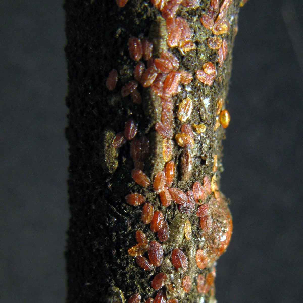 Pohyblivé larvy puklice švestkové lze v září regulovat