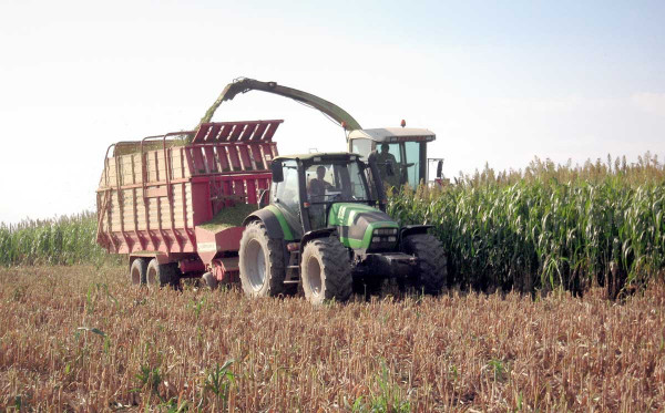 Sklizeň biomasové BMR odrůdy (Triunfo BMR) s vysokou stravitelností - vhodné i pro výživu vysokoprodukčních dojnic