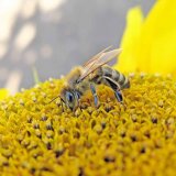 Ovlivňují pěstované hybridy či pesticidní ošetření návštěvnost slunečnice opylovači?