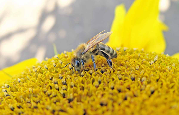 Včela medonosná na úboru