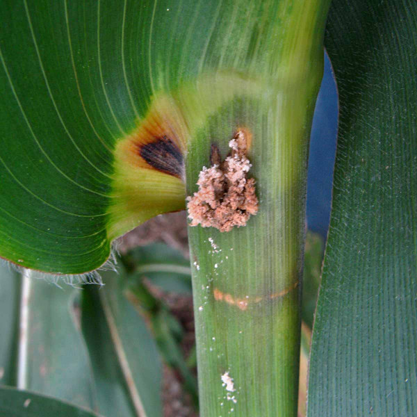 Zavíječ kukuřičný - trus larvy