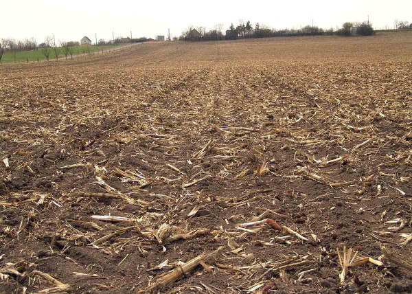 Obr. 11: Velké množství posklizňových zbytků na povrchu půdy může vést ke snížení účinnosti preemergentních herbcidů