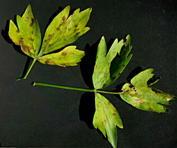 Septoriová skvrnitost listů celeru