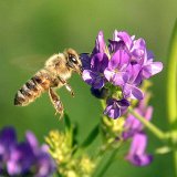 Vojtěška za květu a včely