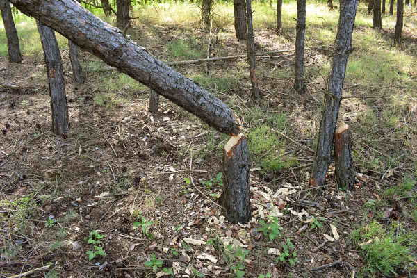 Bobrem poškozená borovice