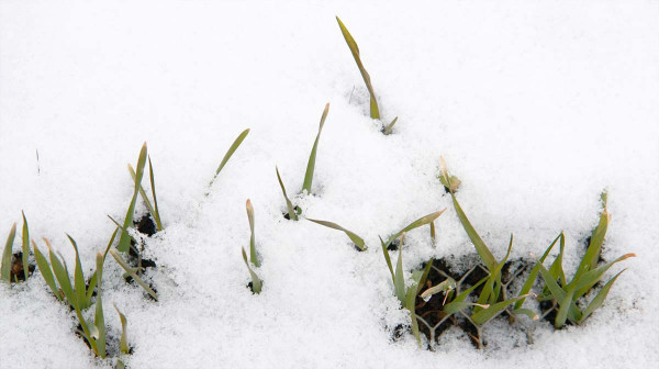 Sněhová pokrývka podporuje rozvoj sněti zakrslé