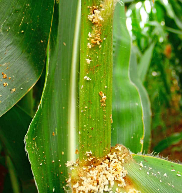 Typické drtiny po poškození larvami zavíječe kukuřičného