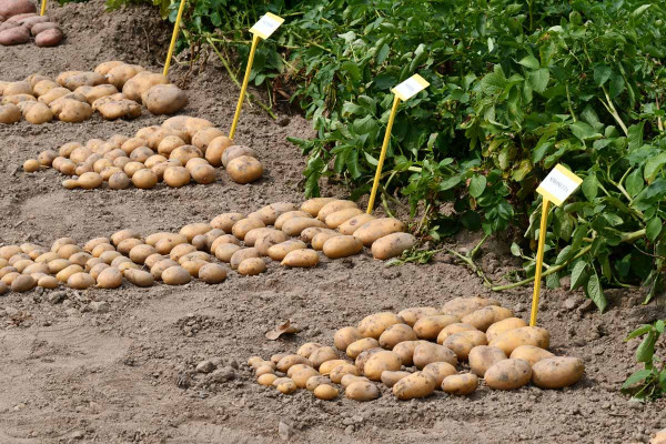 Obr. 4: Náhrada desikace porostů sadby brambor za účinnou látku diquat nebude jednoduchá
