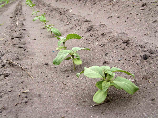 Obr. 6: Na půdách s vyšším obsahem písku může při silnějším větru docházet k poškození citlivějších plodin