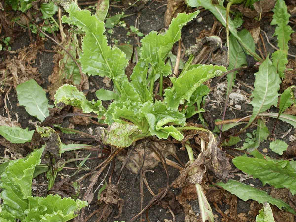 Obr. 4: Rostlina silně napadená Cercospora beticola - bulva vyčnívá nad povrch půdy