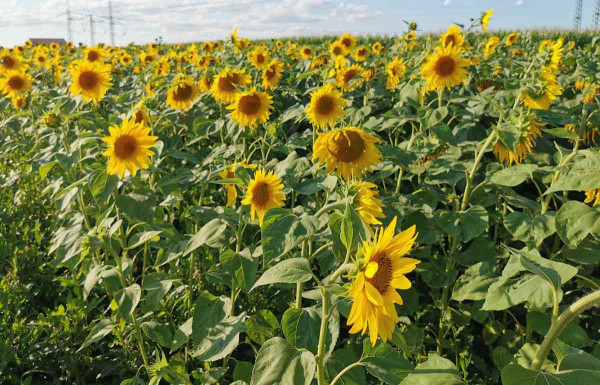 Do konce květu slunečnice lze ošetřovat proti chorobám