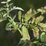 Podstata proměnlivé („polní“) odolnosti rostlin vůči chorobám