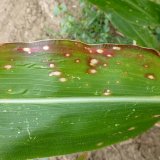 Choroby kukuřice (3): Houbové choroby kukuřice II.