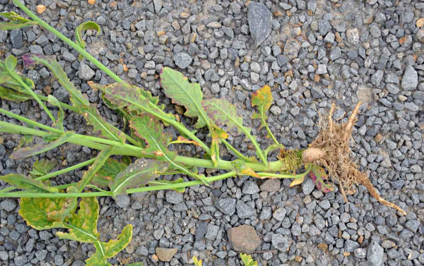 Obr. 10: Kořenové vlášení virózních rostlin řepky se dostatečně nevyvíjí a na listech je patrná mozaika
