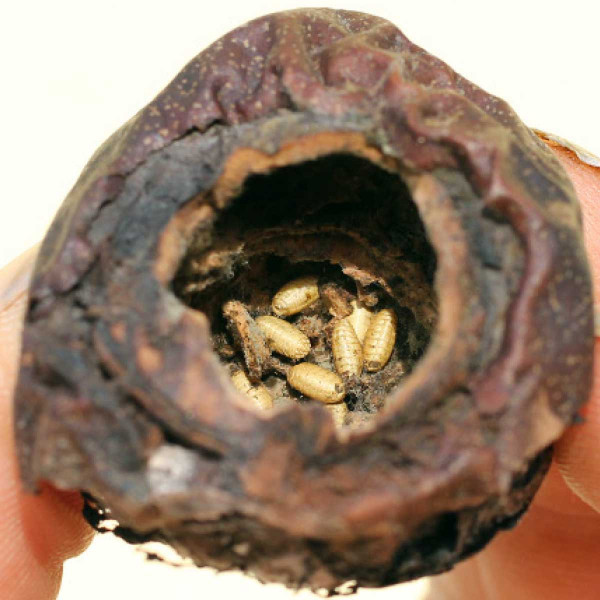 Puparia vrtule mohou být vzácně i uvnitř ořechu vyklovaného ptáky 