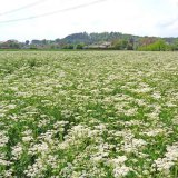 Možnosti herbicidní ochrany kmínu kořenného proti nežádoucímu zaplevelení