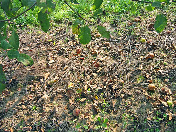 Obr. 3: Předčasný opad listů napadených strupovitostí