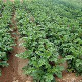 Možnosti použití herbicidů u brambor