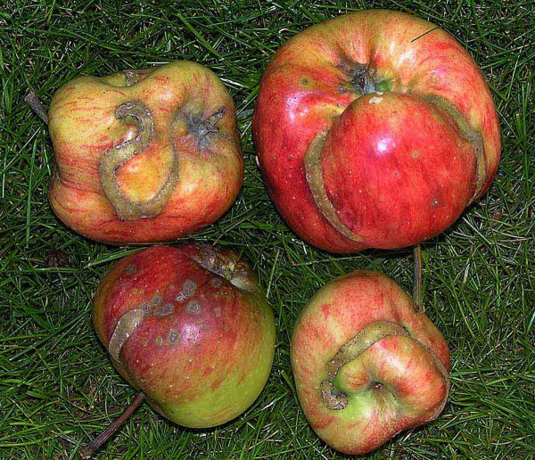 Poškození jablek pilatkou jablečnou