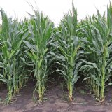 Aktuální nabídka hybridů kukuřice od Syngenty