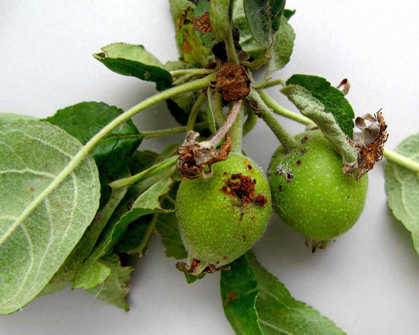 Poškození plůdků pilatkou jablečnou a zobonoskou ovocnou