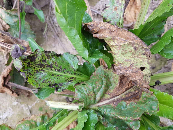 Obr. 9: Silné napadení Alternaria alternata (černohnědé skvrny na nejmladších listech) spolu s celkovým napadením rostliny Cercospora beticola