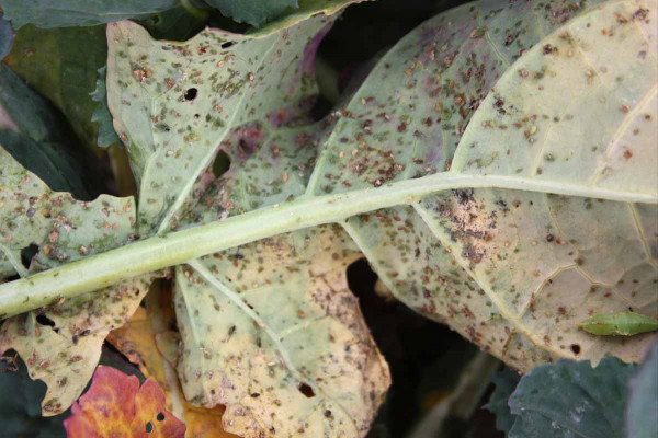 Mšice na spodní straně poškozeného listu, fungicidně ošetřená varianta, 30. 10. 2018