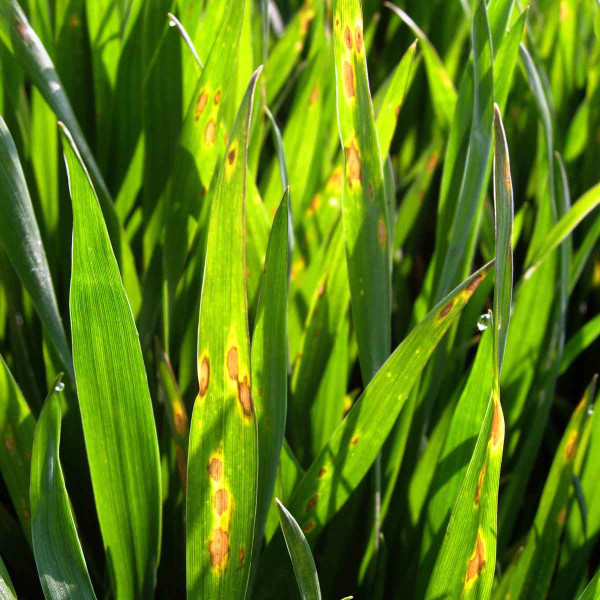 Pyrenoforová skvrnitost pšenice (helmintosporiová skvrnitost, DTR)