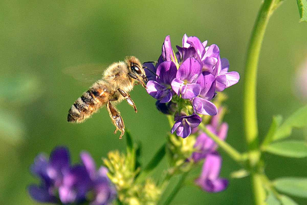 Obr. 1: Včela medonosná navštěvující květ vojtěšky (Nováková, 2022)