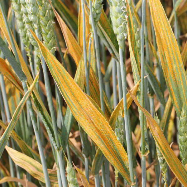 Obr. 2: Žlutá rzivost pšenice - náchylná odrůda