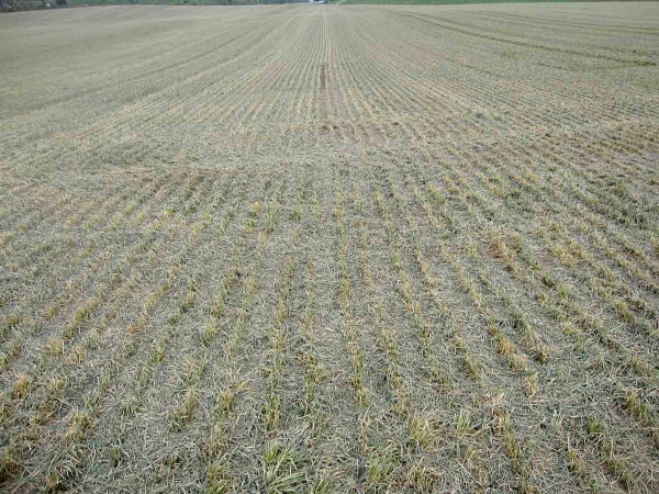 Obr. 7: Porost pšenice po mulčování mrazem poškozených rostlin