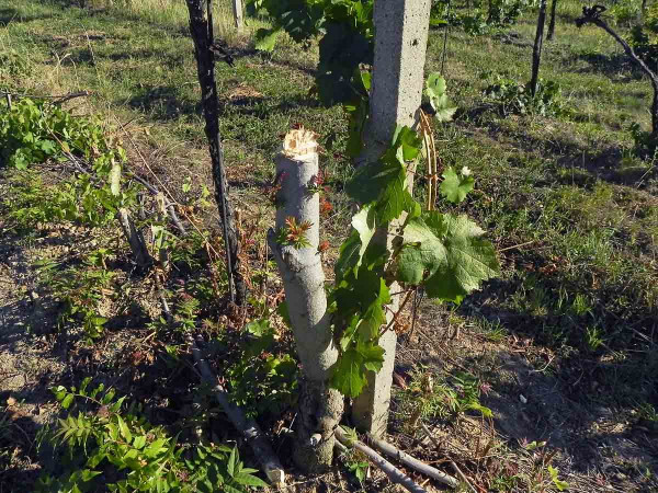 Bohužel většina pajasanů rostoucích ve vinohradech je pouze množena opakovaným seřezáváním nadzemní části