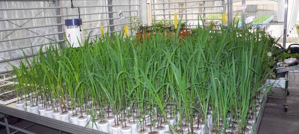 Mikrobiální biostimulanty a výživa rostlin?