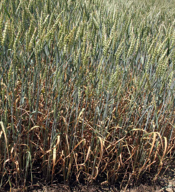 Obr. 1: Podesychání pšenice