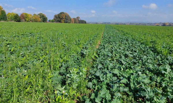 Kontrolní pás řepky bez doprovodné plodiny; během podzimu je jinak těžko rozpoznatelné, co na poli vlastně roste