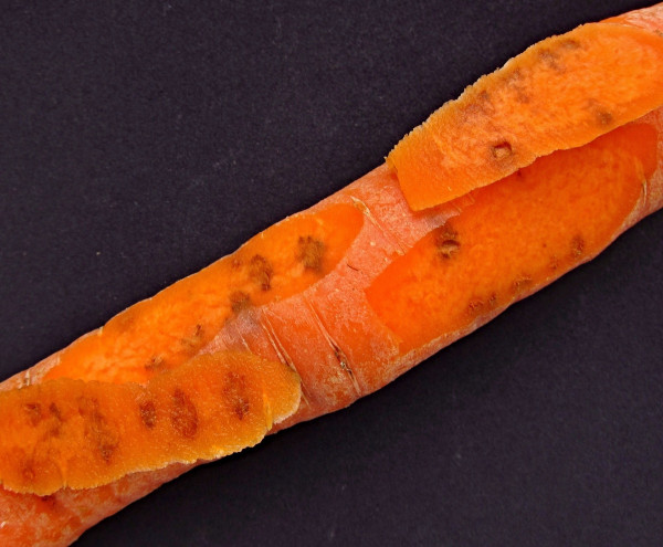 Larvy pochmurnatky mrkvové poškozují kořen mrkve