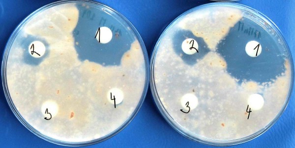 Obr. 2: Microdochium nivale po aplikaci prochlorazu (1) a Serenade (2); varianty 3 a 4 jsou kontrola (voda)