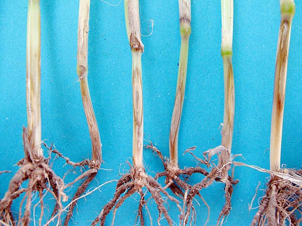 Obr. 6: Báze rostlin pšenice napadené stéblolamem (Oculimacula spp.).