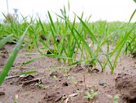 Regulace plevelů v pšenici již na podzim je nutná