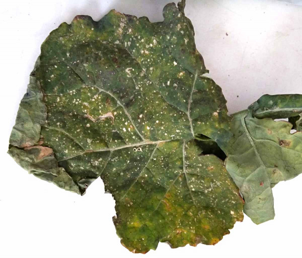 Poškození listů řepky sáním mšic během tohoto podzimu (2018)